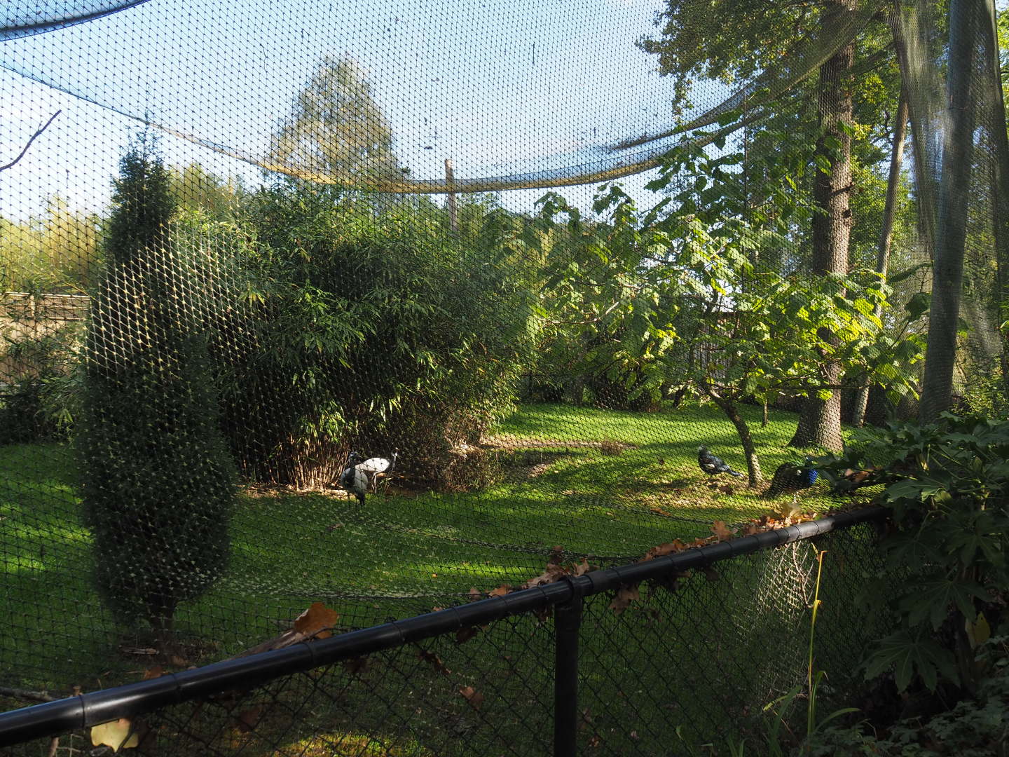 Mixed Asian aviary, 2020-10-10