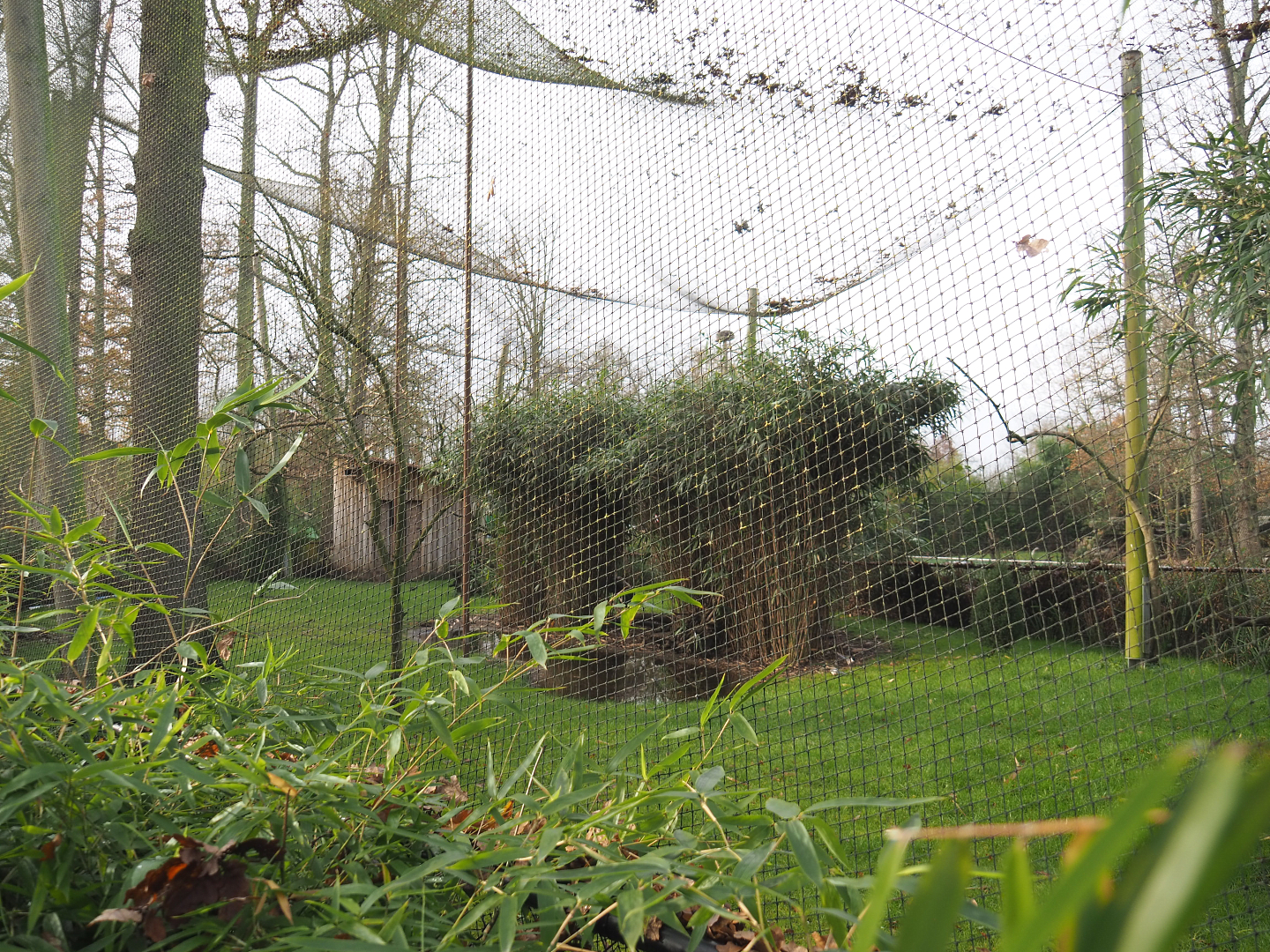 Mixed Asian aviary, 2021-12-07