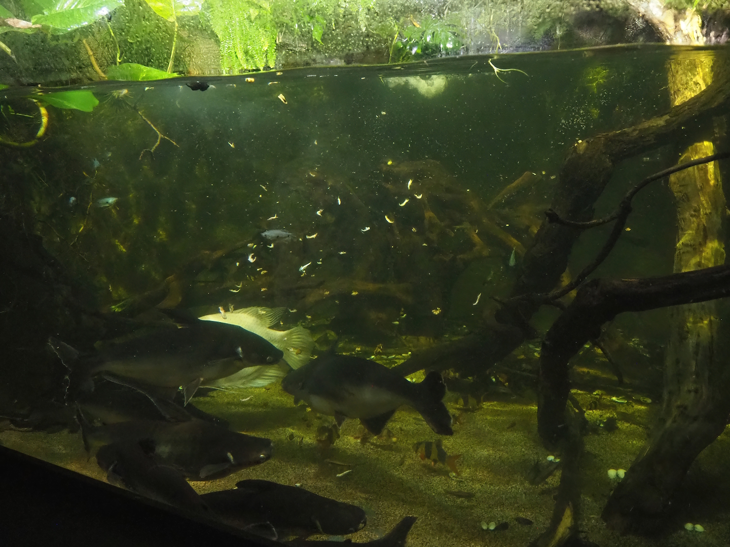 Mixed Asian tank, 2023-10-13