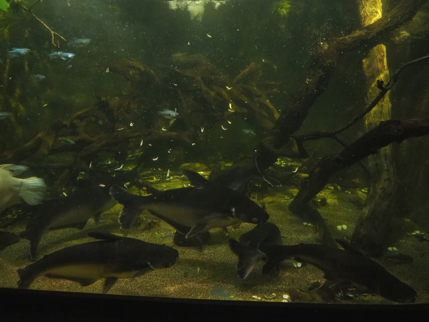 Mixed Asian tank, 2023-10-13