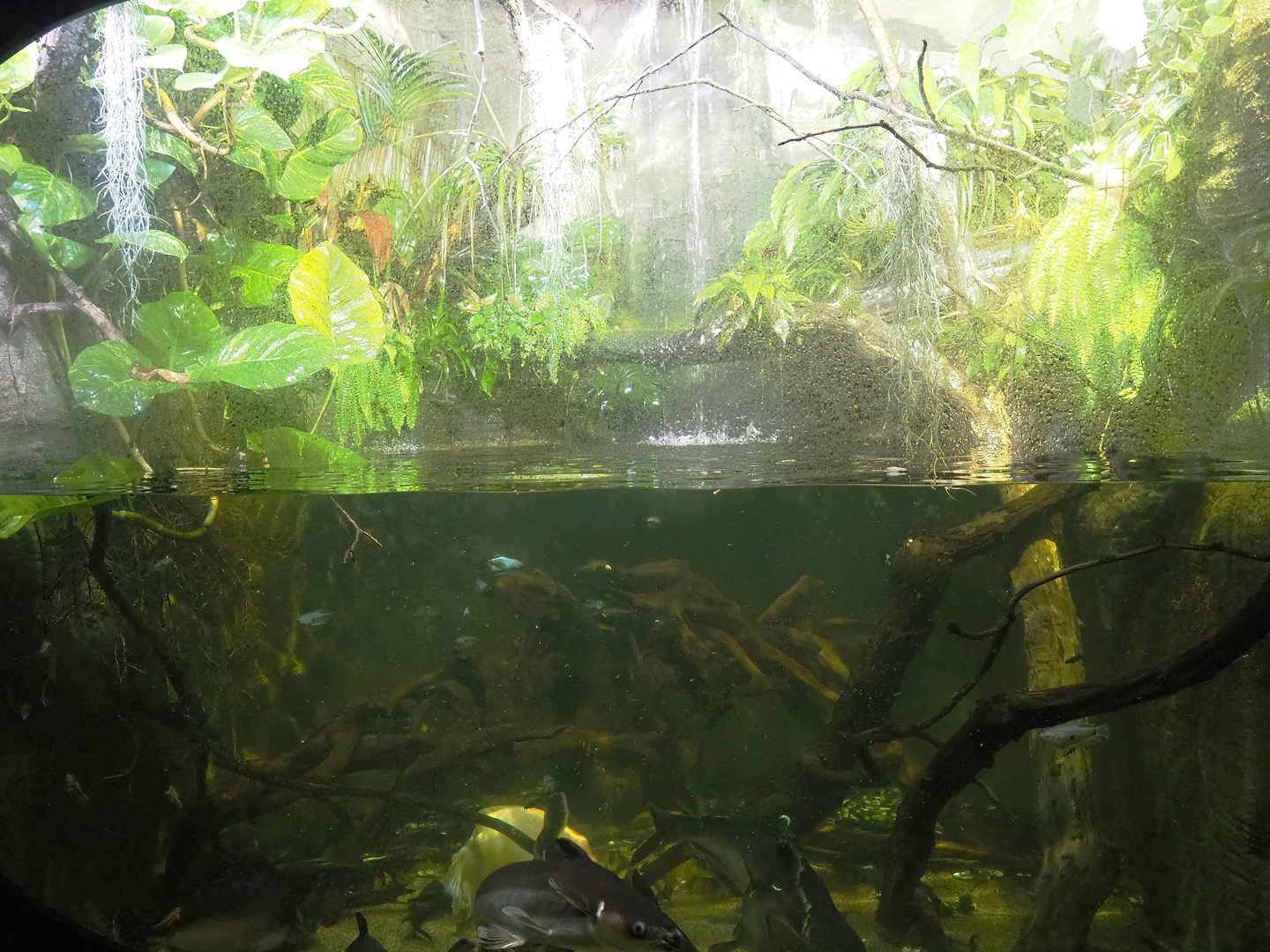 Mixed Asian tank, 2023-10-13