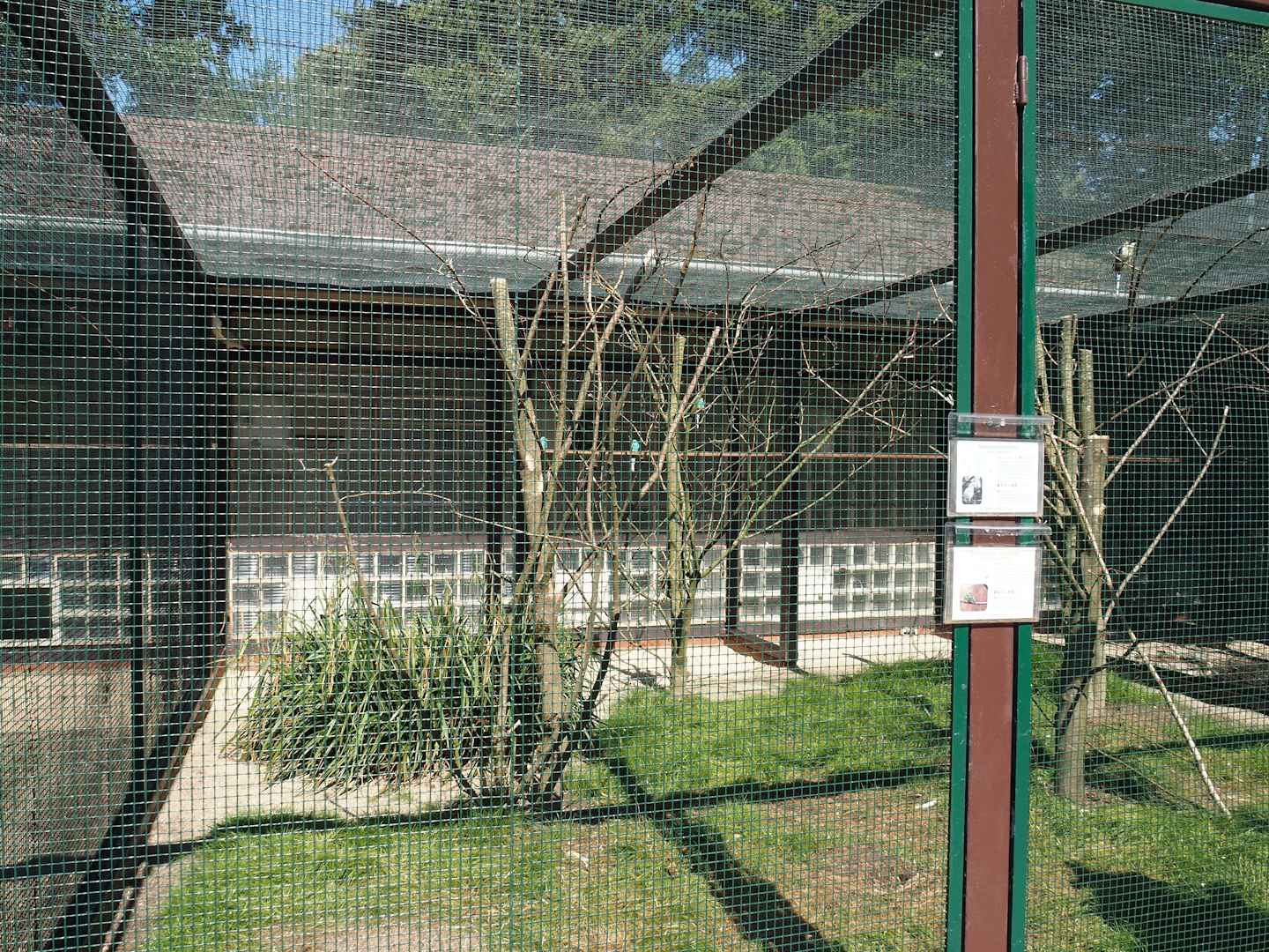 Mixed Australian parrot aviary, 2024-05-23