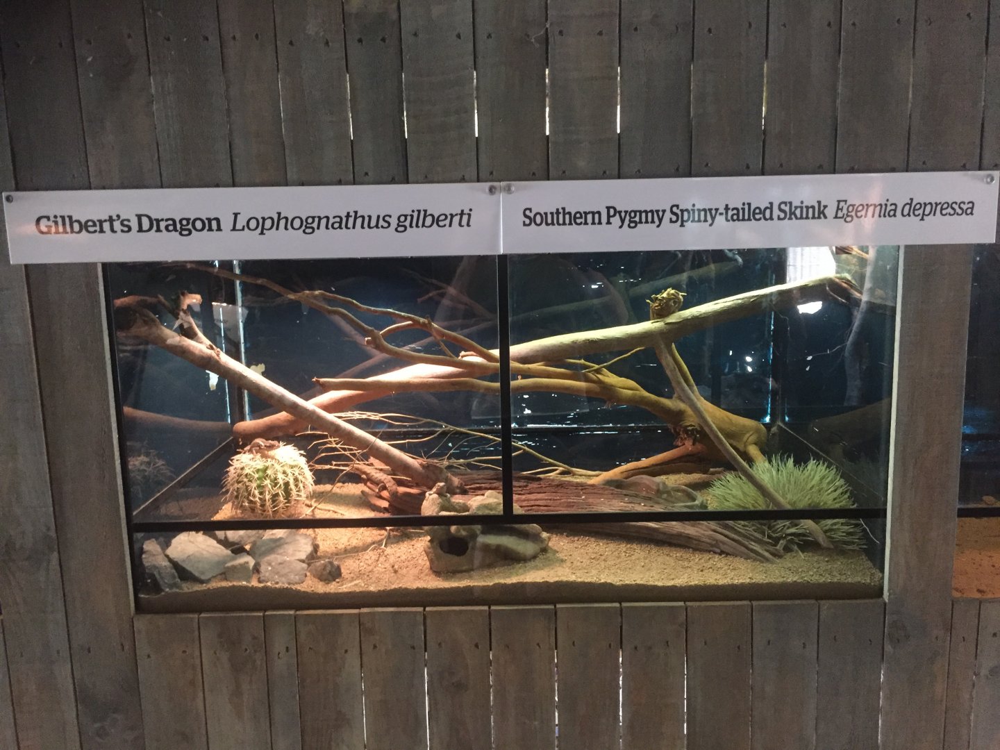 Mixed Australians Lizards Enclosure