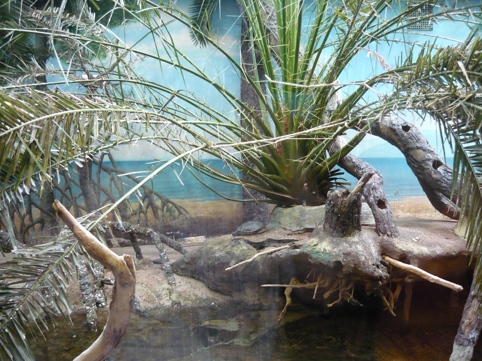 Mixed avian and red-eared slider exhibit