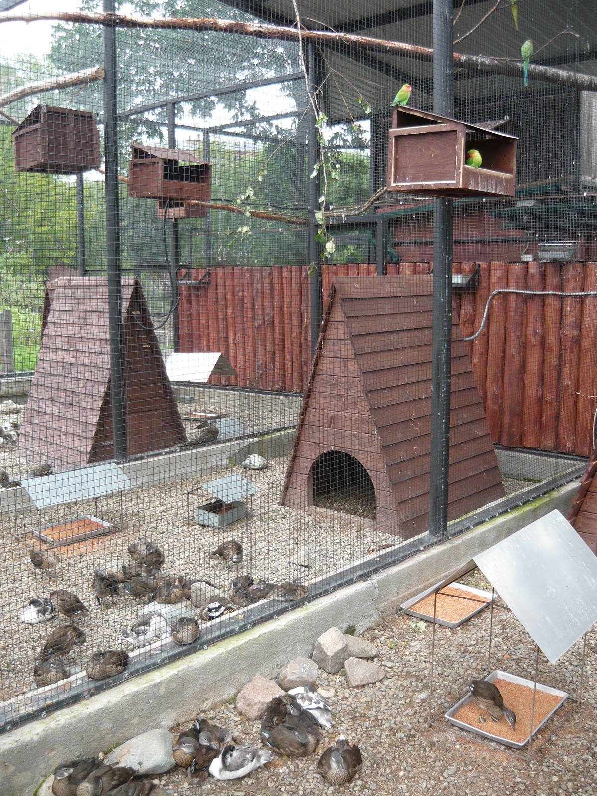 Mixed avian exhibit