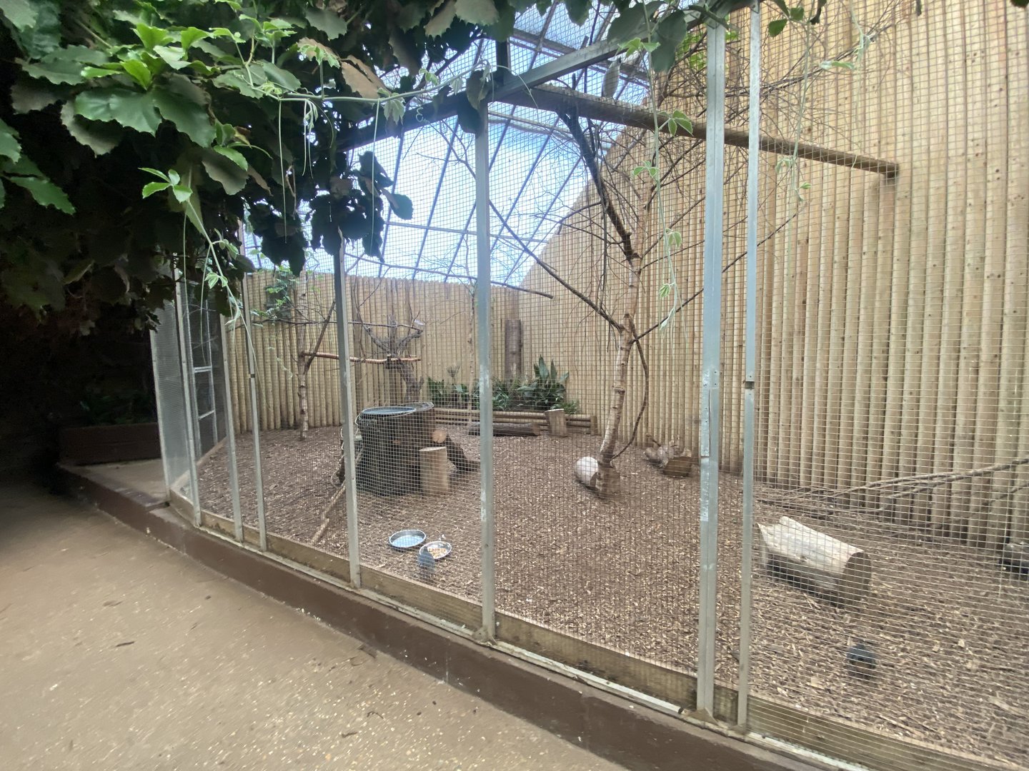 Mixed aviary 140923