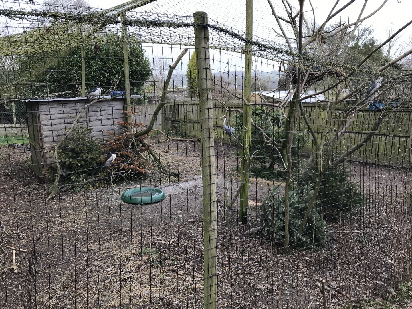 Mixed aviary 170219
