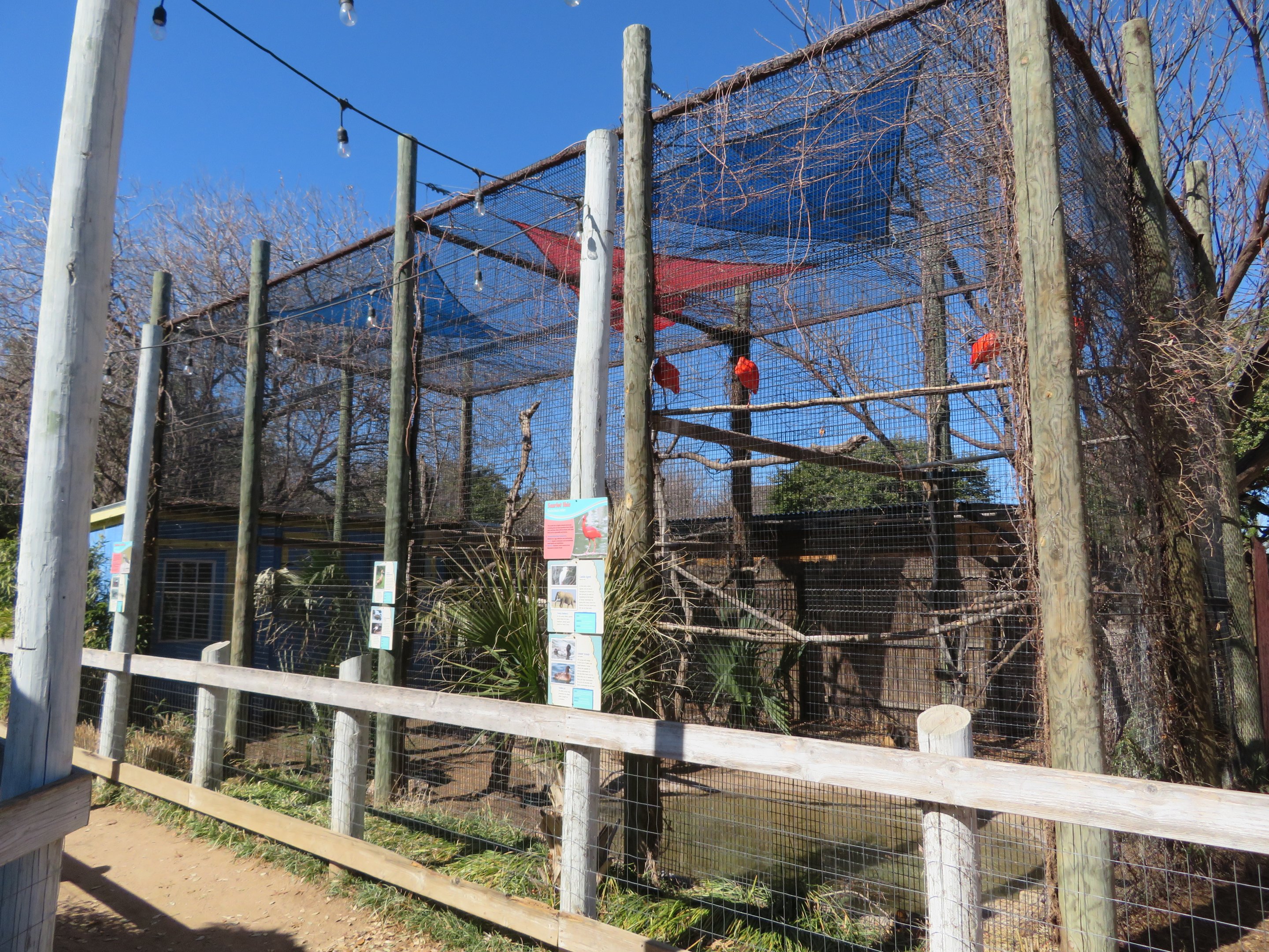 Mixed Aviary (7 species)