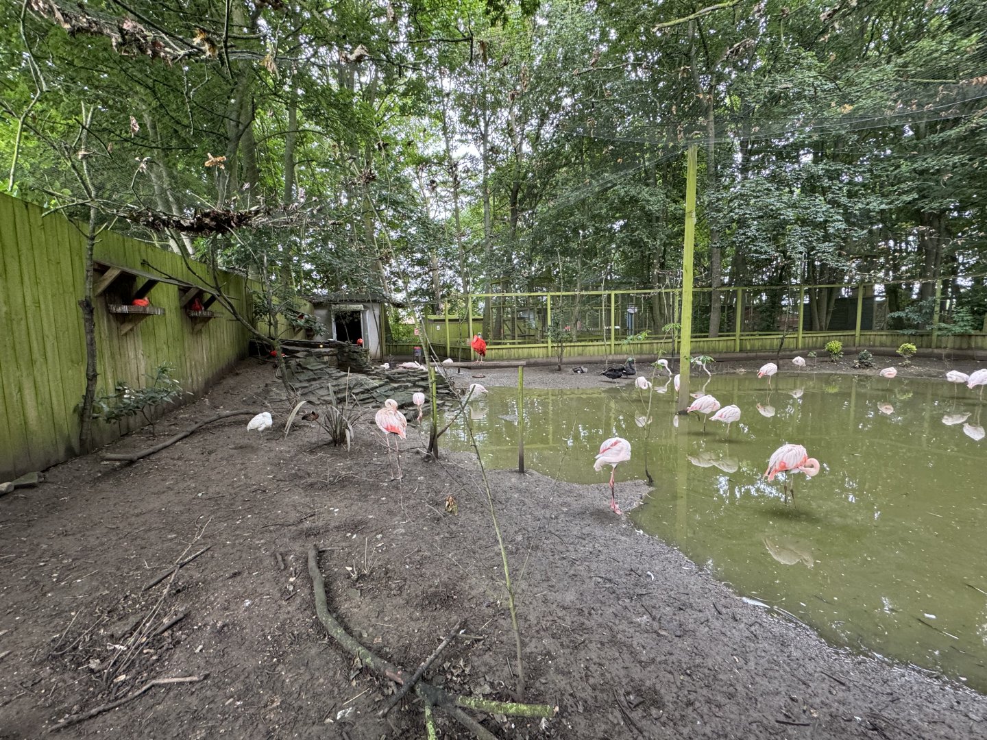 Mixed Aviary at Bridlington Animal Park (July 2024)