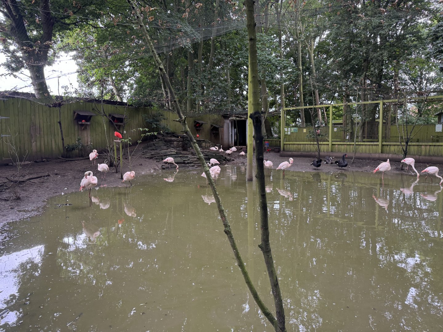 Mixed Aviary at Bridlington Animal Park (July 2024)