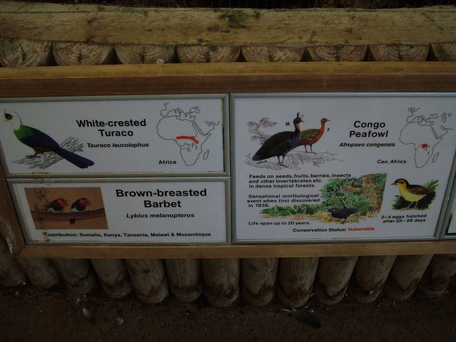 Mixed Aviary at Chester 06/12/09