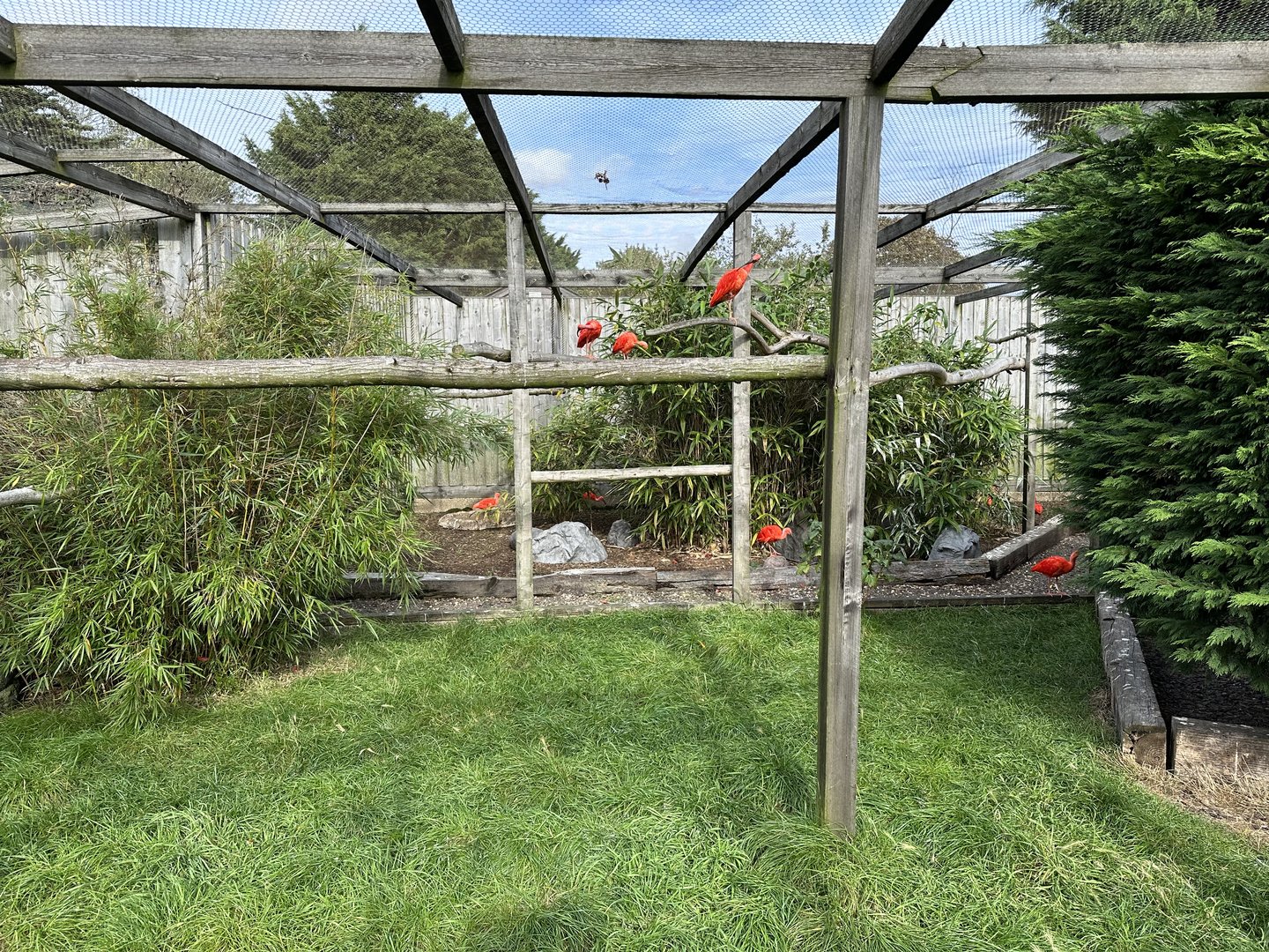 Mixed Aviary at Hamerton Zoo Park (October 2023)