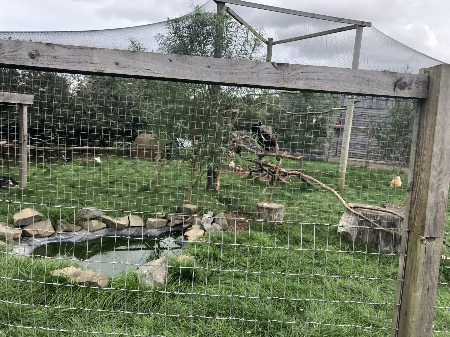 Mixed Aviary at Northumberland Country Zoo (September 2021)