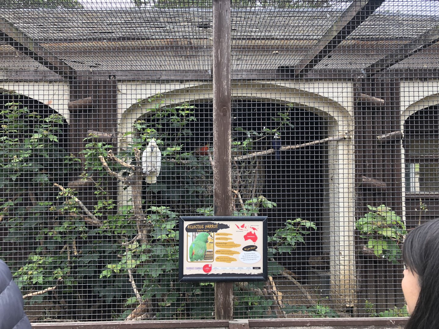 Mixed Aviary at Sewerby Zoo (June 2023)