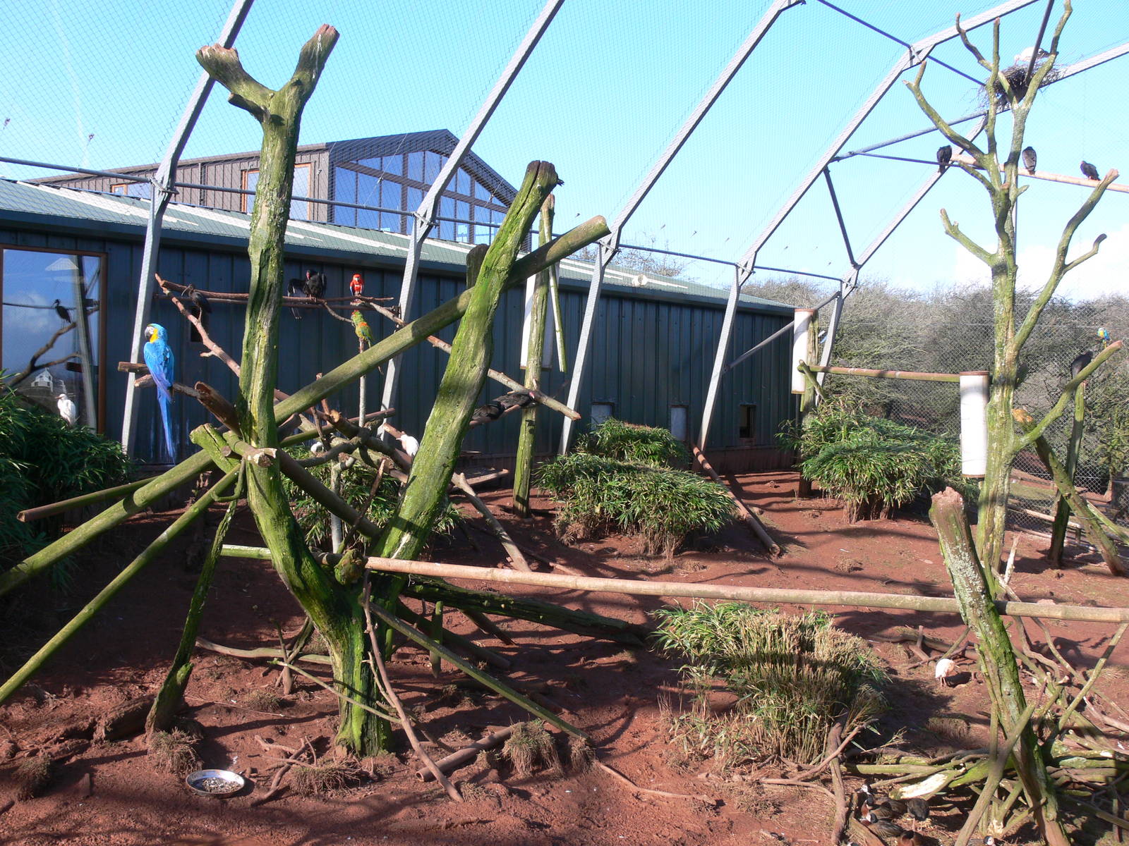 Mixed Aviary at South Lakes, 16/02/14