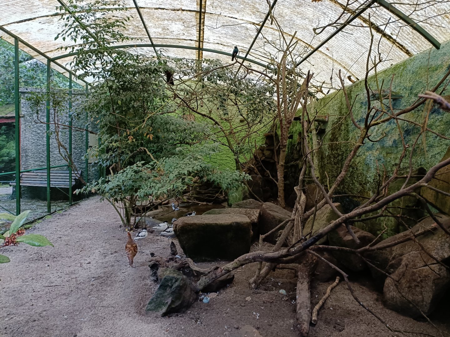 Mixed aviary - Avifauna Lugo