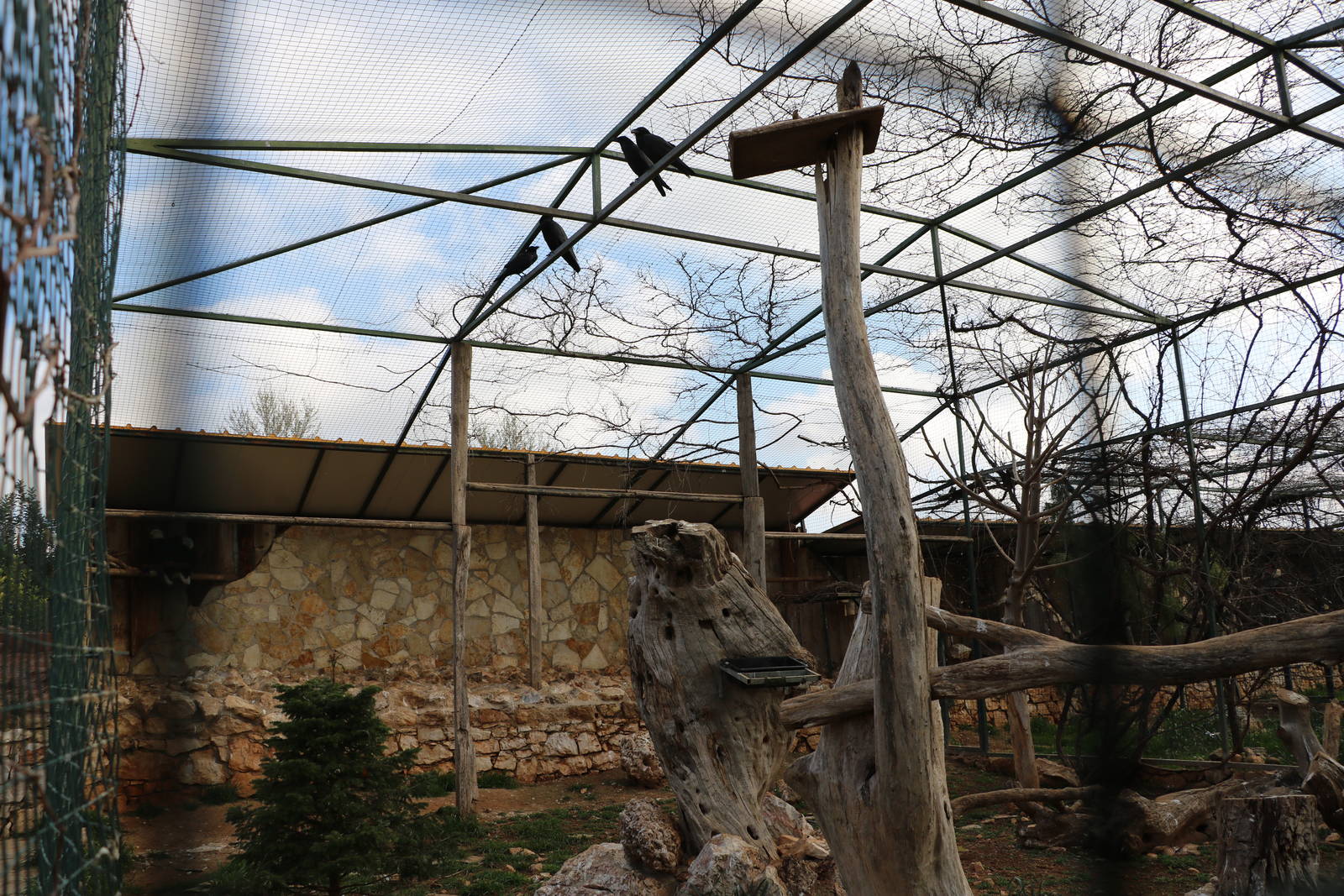 Mixed aviary - bald eagles & ravens, February 2016