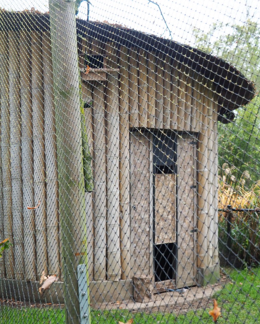 Mixed aviary bird barn, 2021-11-06