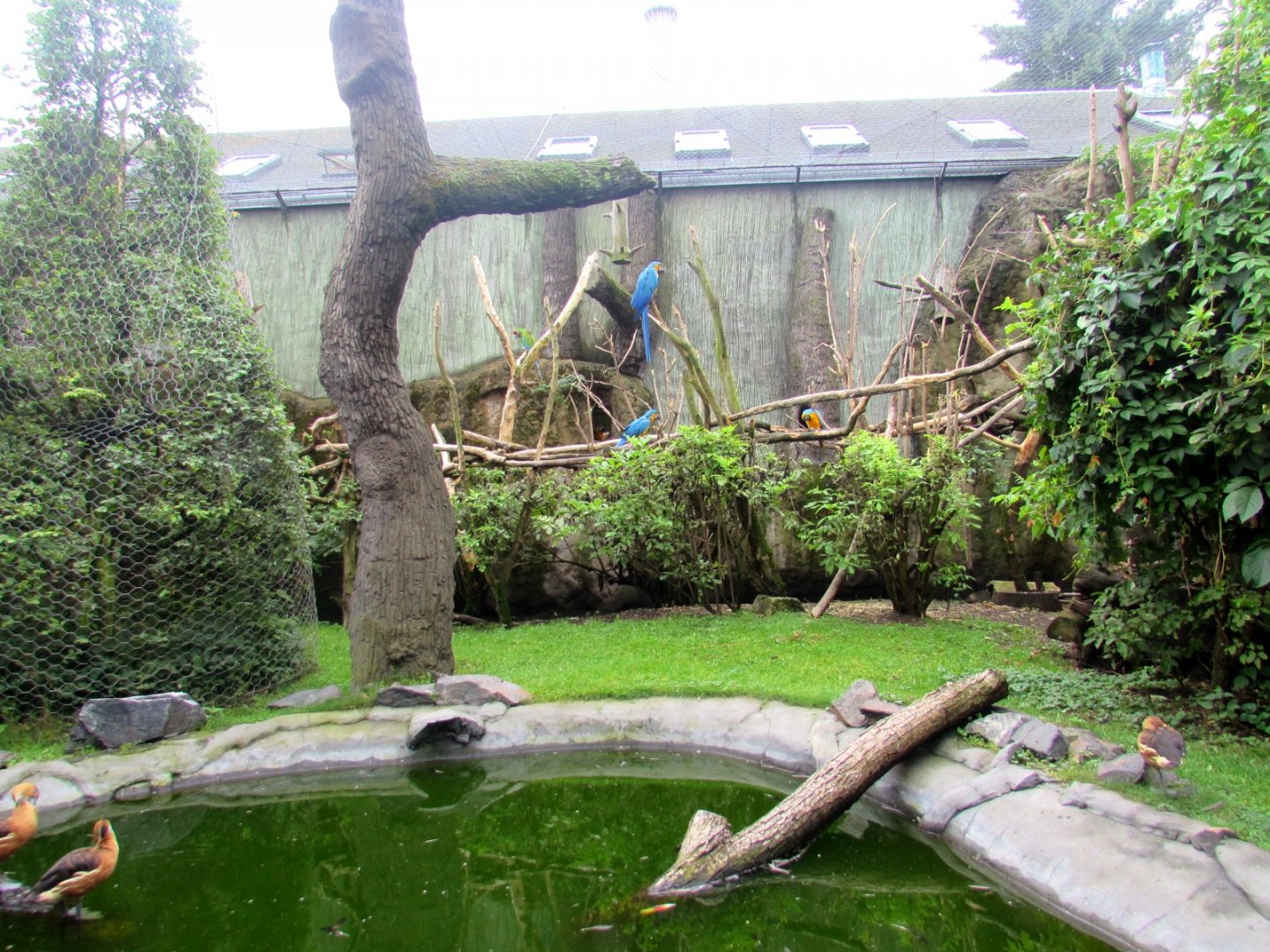 Mixed Aviary - central view