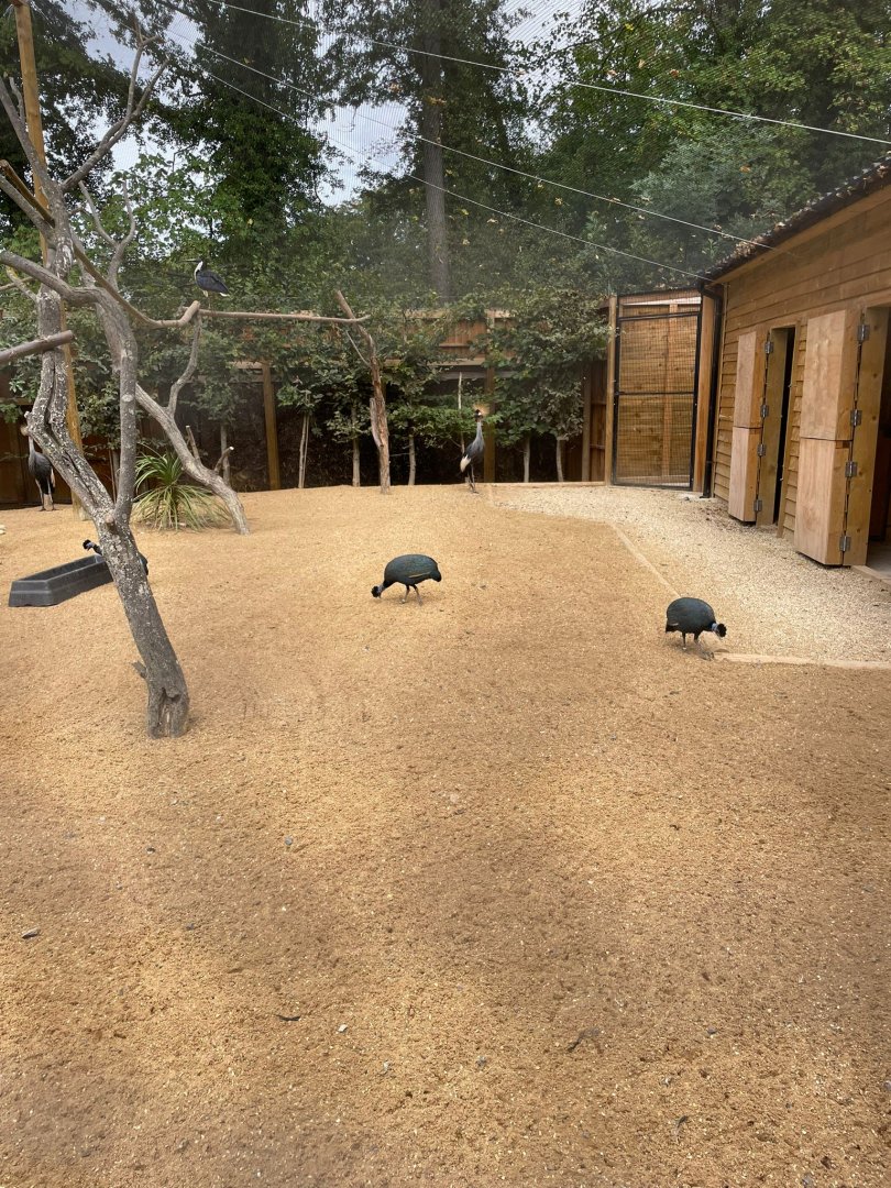 Mixed aviary for crested guinea-fowl, crowned crane, African spoonbill and straw-necked ibis