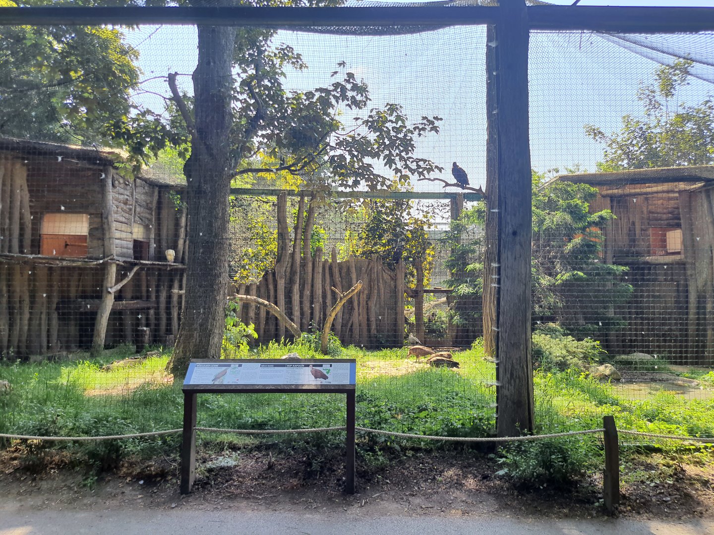 Mixed aviary for Egyptian vultures and Hooded vultures- Prague Zoo Praha