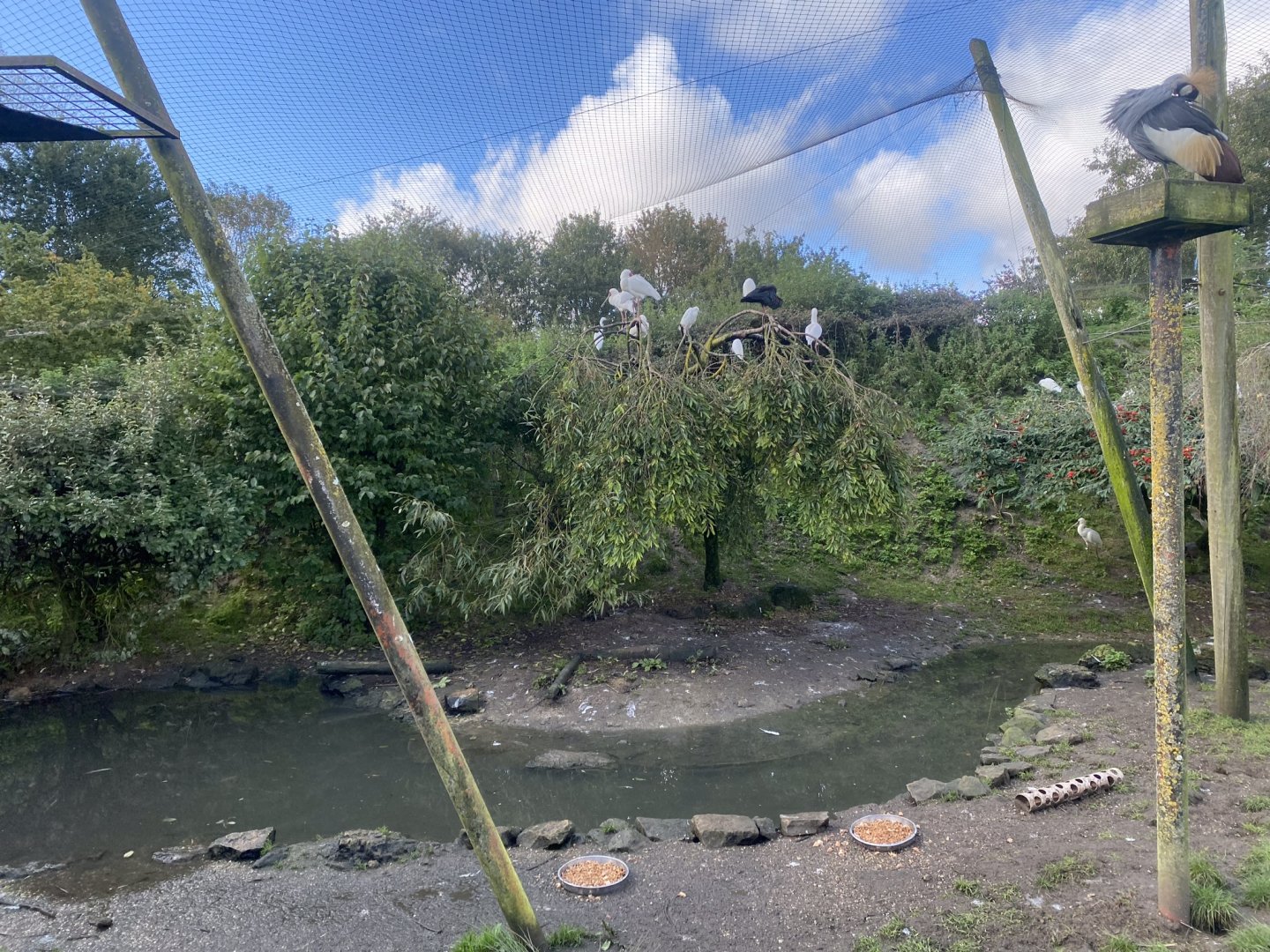 Mixed aviary for large wading birds and Waterfowl 241023