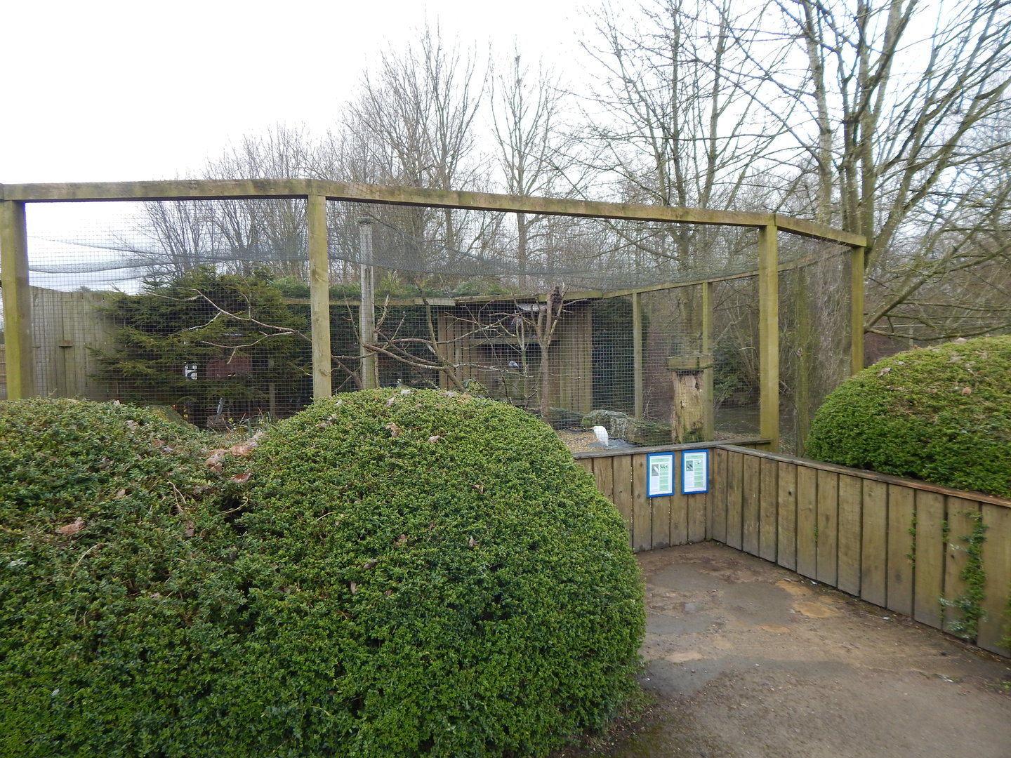 Mixed aviary - Hamerkop and Cattle egret 010323