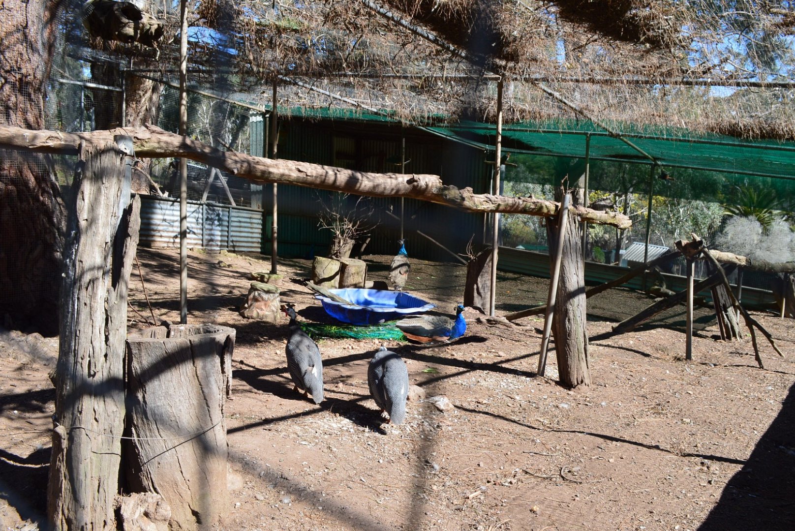 Mixed Aviary - Humbug Scrub