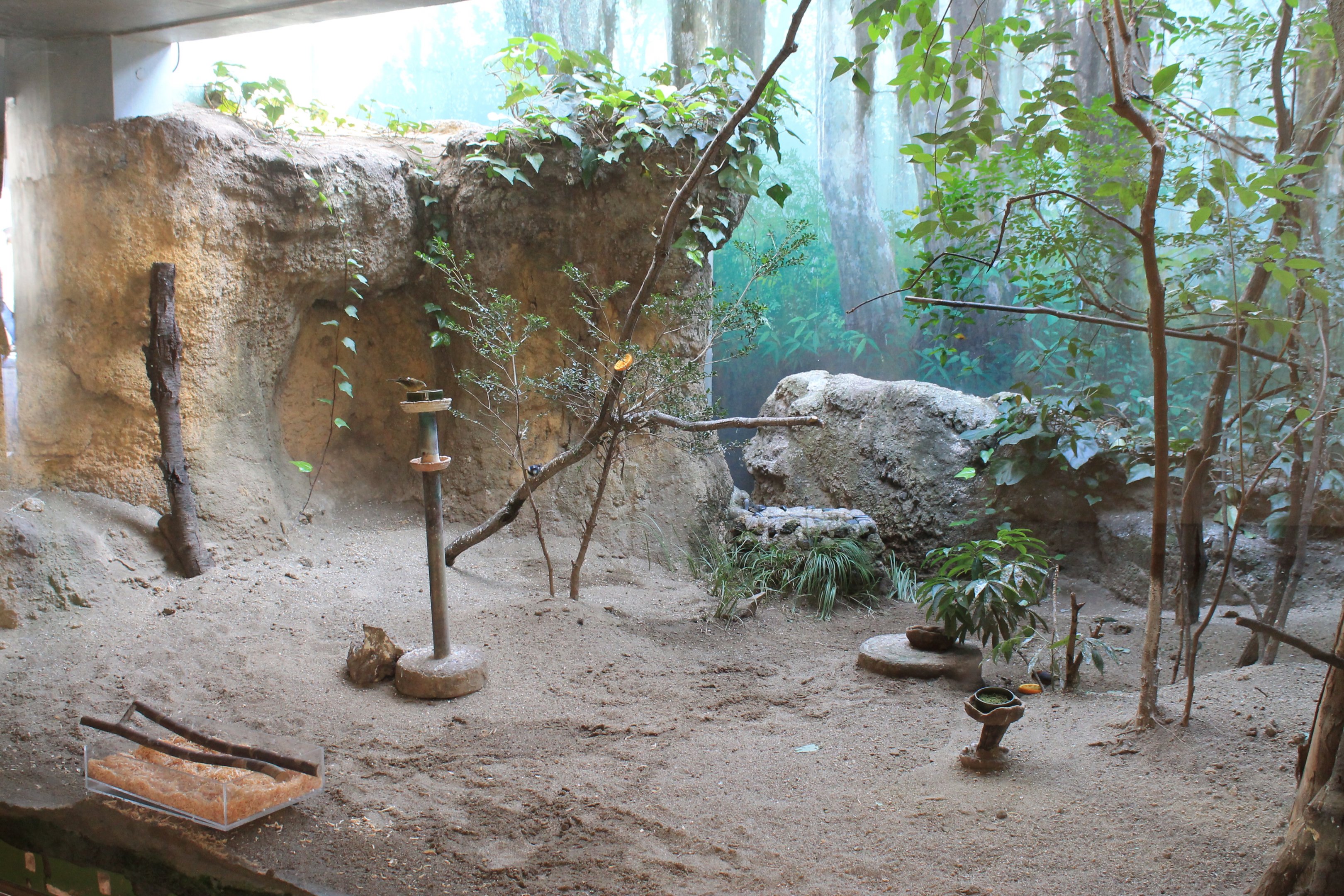 Mixed aviary in Japanese Bird House