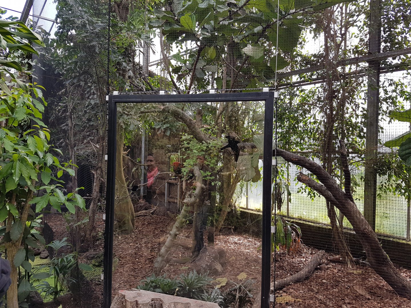 Mixed aviary in Philippine part of the Hall