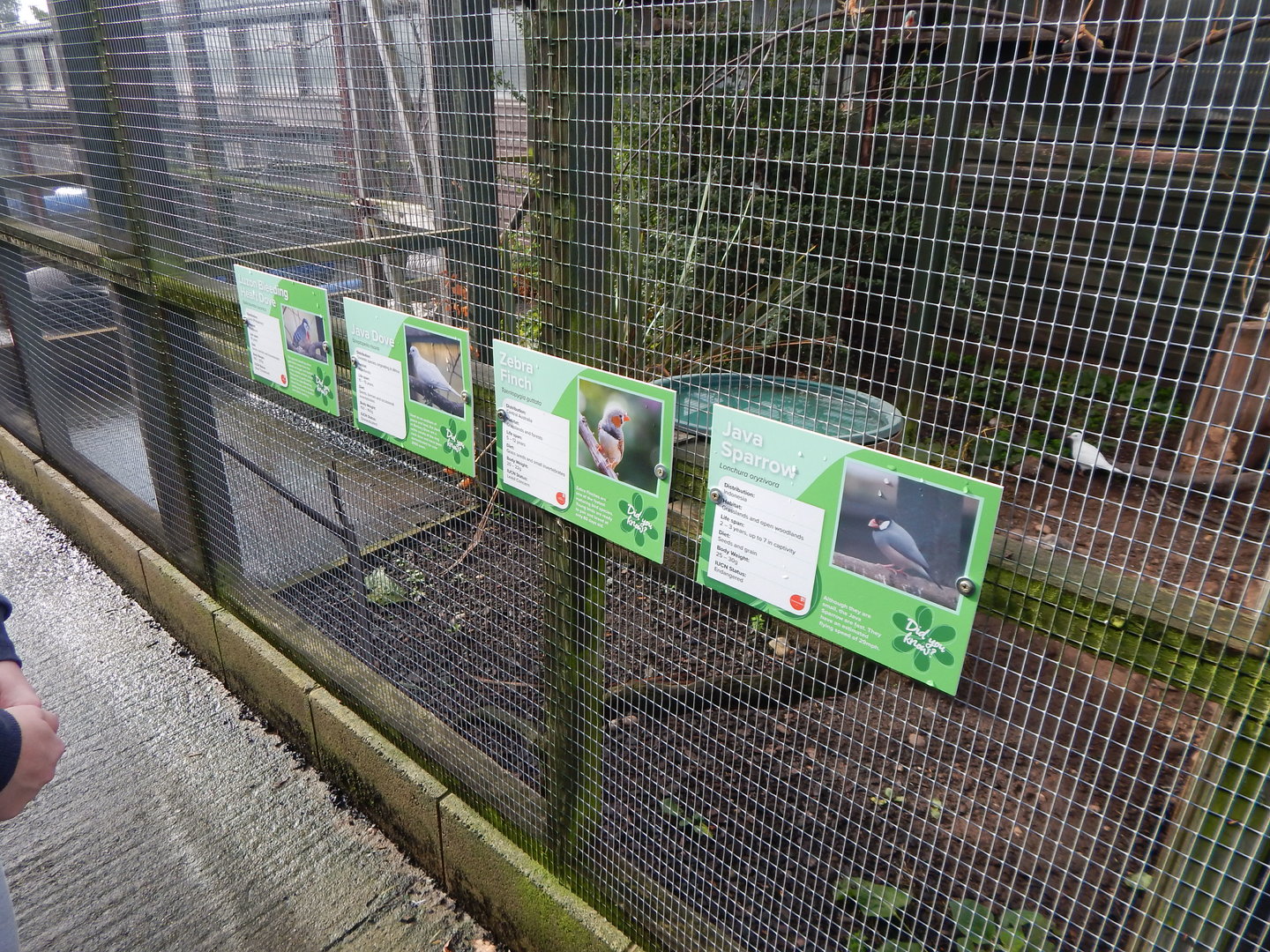 Mixed aviary inhabitants 231022