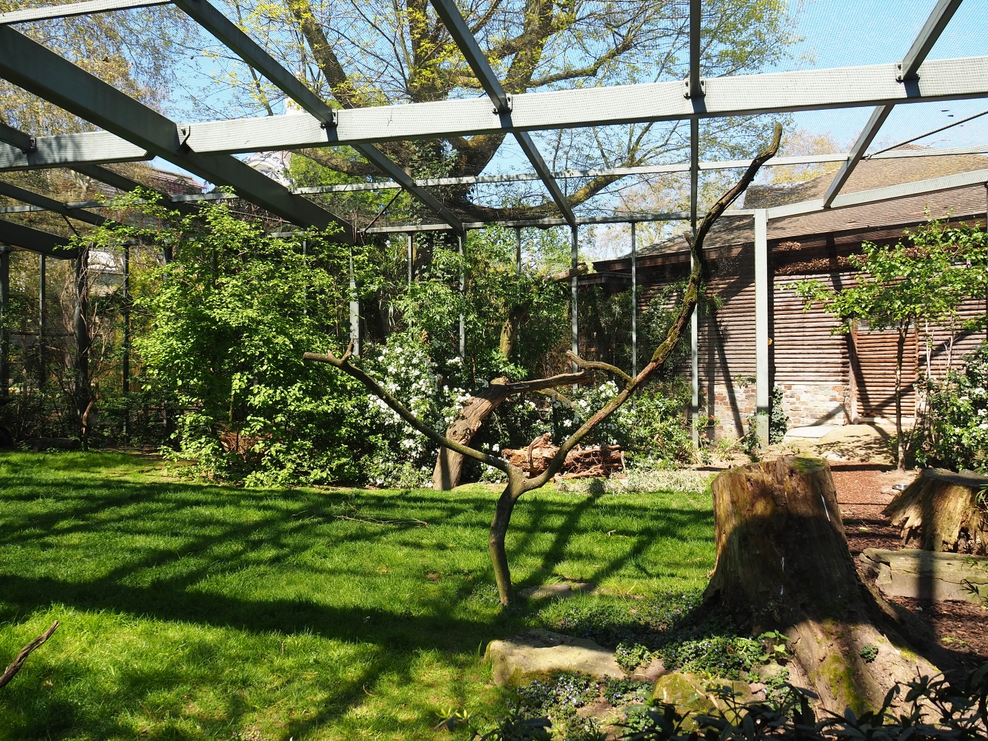 Mixed aviary next to and on top of the hippopotamus house, 2019-04-20