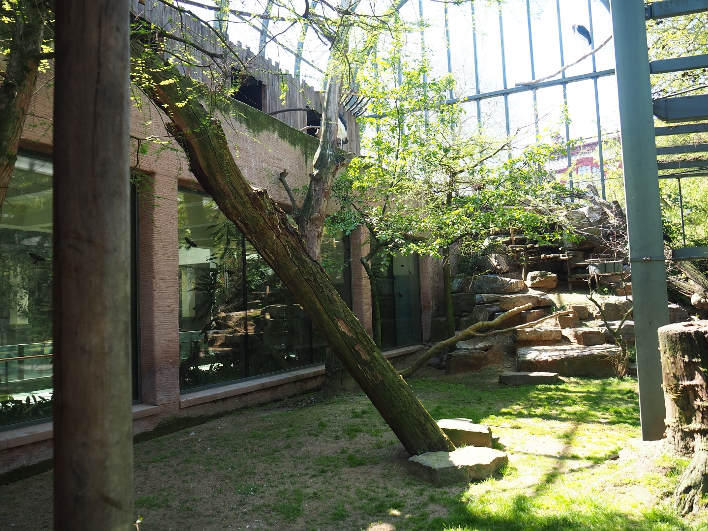 Mixed aviary next to and on top of the hippopotamus house, 2019-04-20