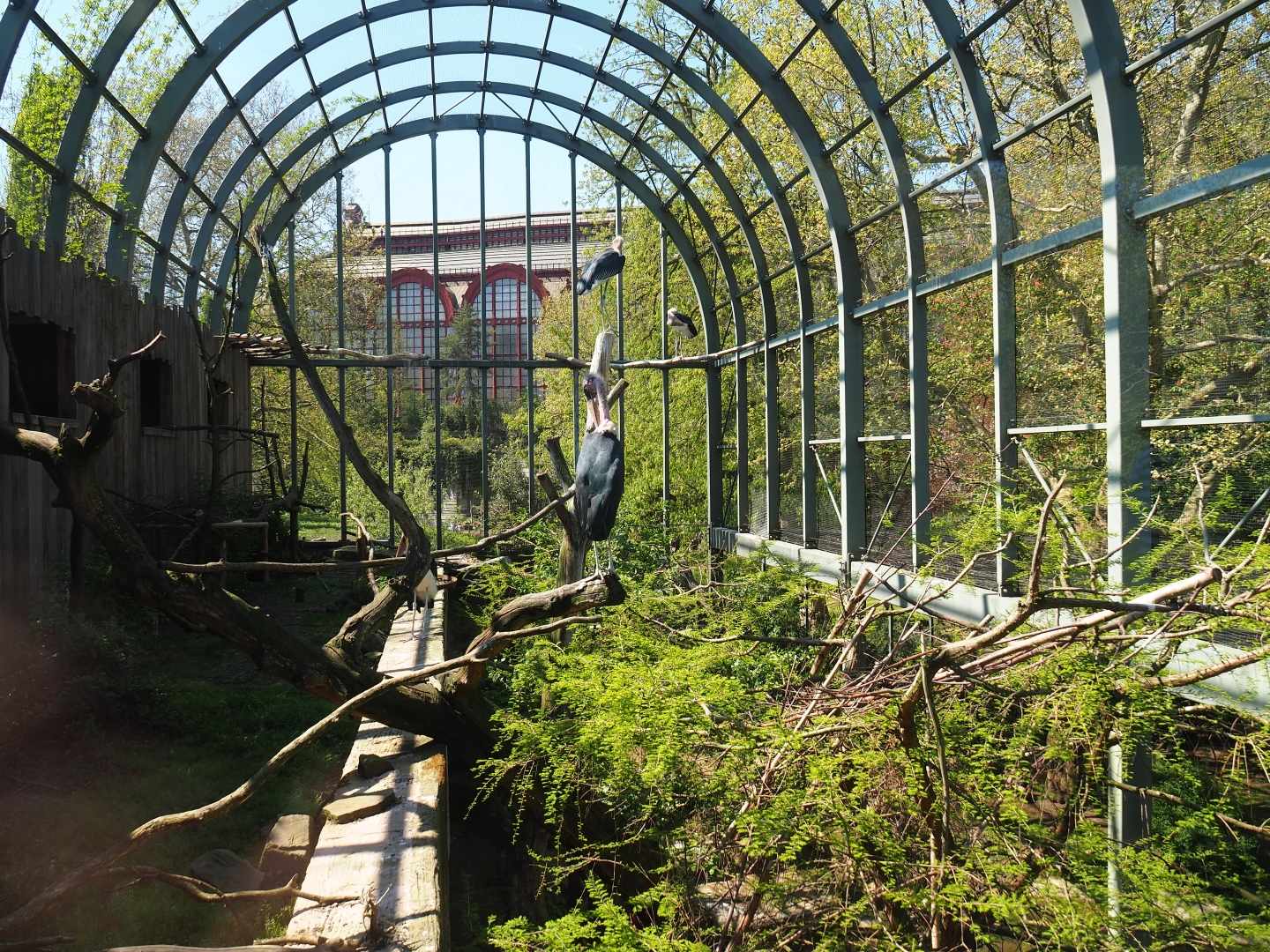 Mixed aviary next to and on top of the hippopotamus house, top level view -  2019-04-20