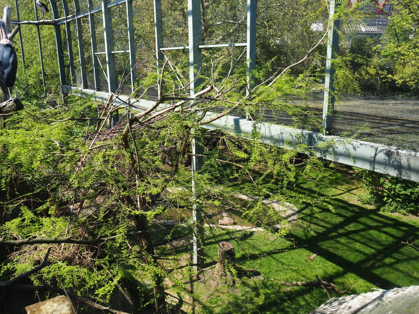 Mixed aviary next to and on top of the hippopotamus house, top level view - 2019-04-20