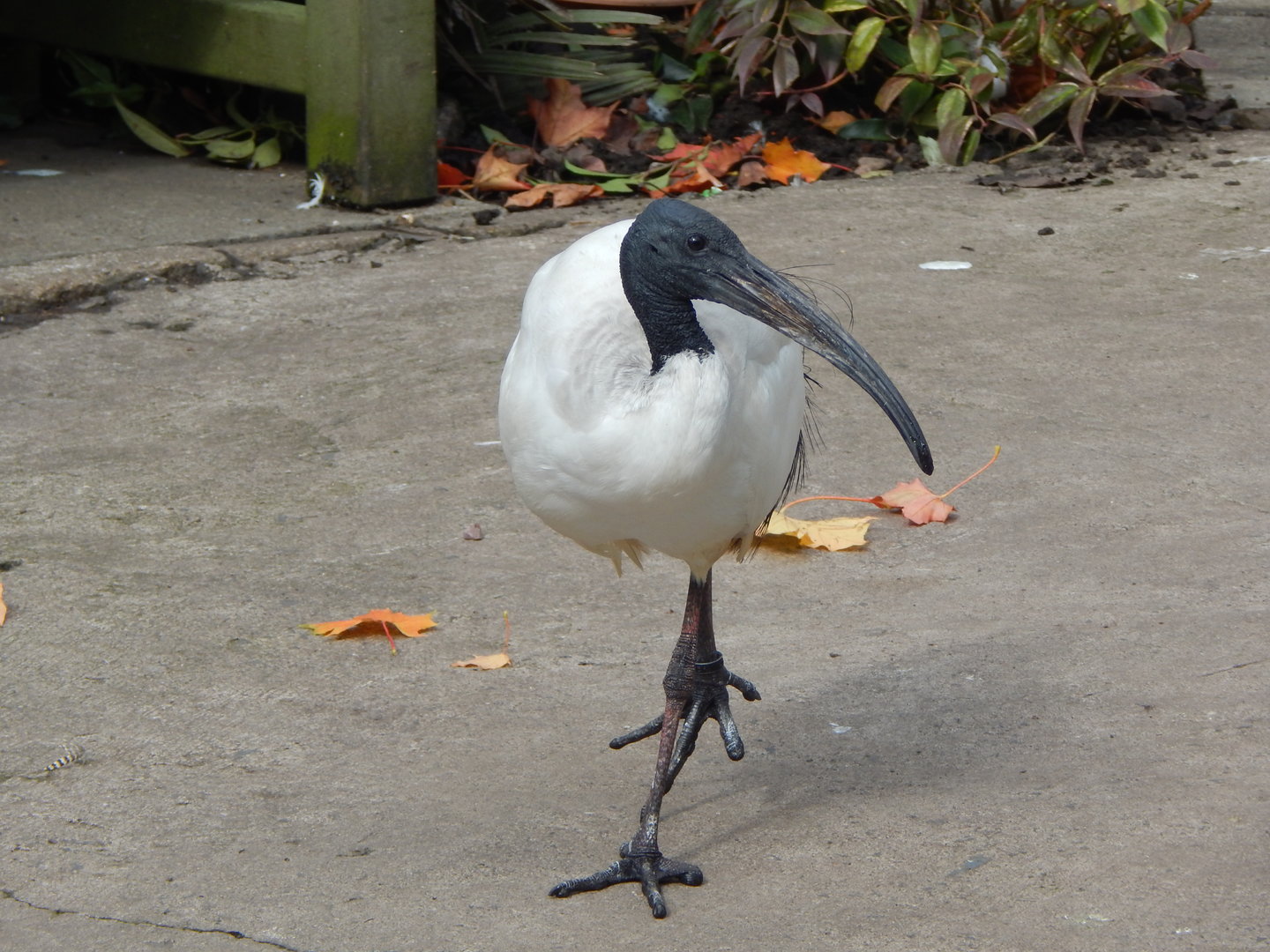 Mixed aviary - Sacred ibis 200922