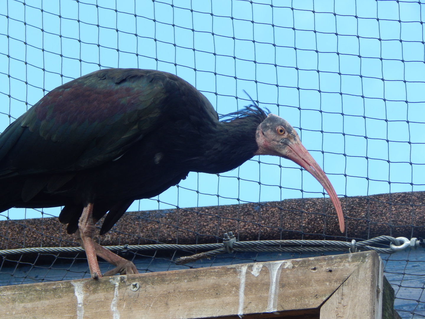 Mixed aviary - Waldrapp 200922