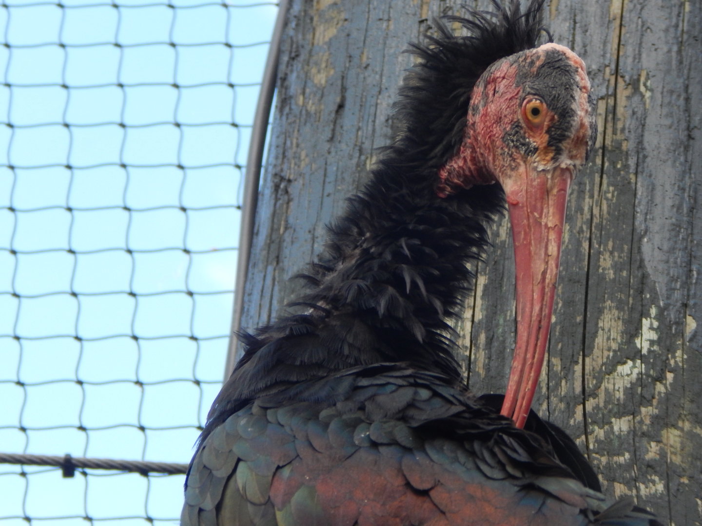 Mixed aviary - Waldrapp 200922
