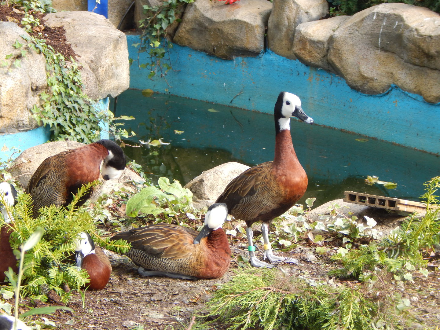 Mixed aviary - White-faced whistling ducks 200922