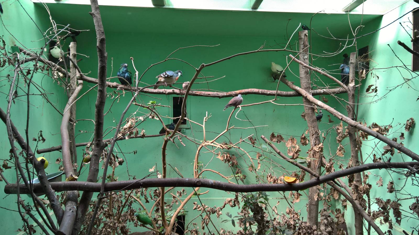 Mixed aviary with Philippine birds