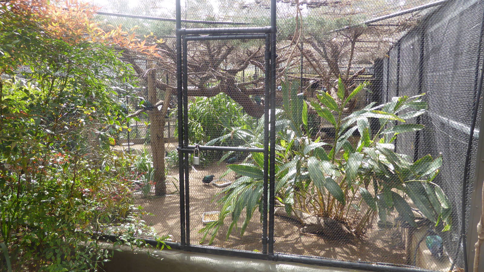 Mixed aviary