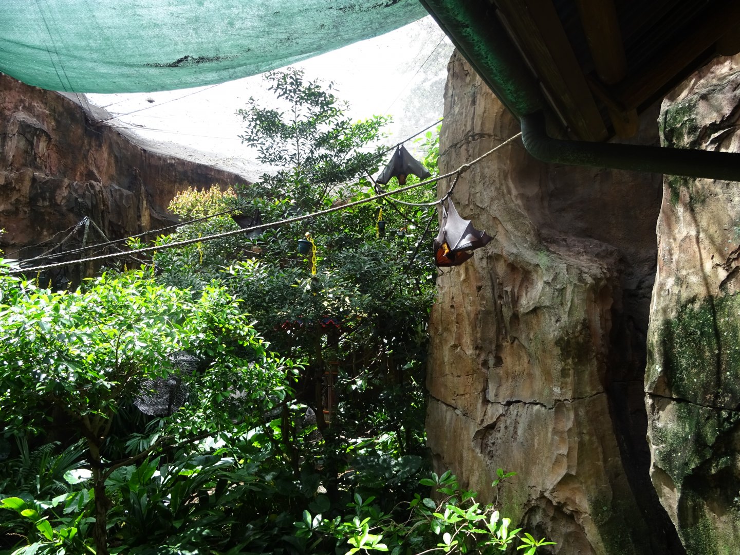 Mixed Bat Enclosure at Disney's Animal Kingdom (2014)