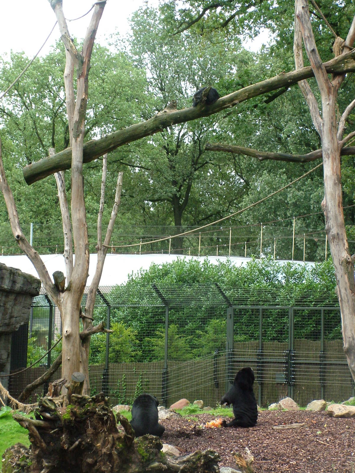 Mixed Bear and Binturong Exhibit in Burgers Rimba at Burgers Zoo Arnhem, 29