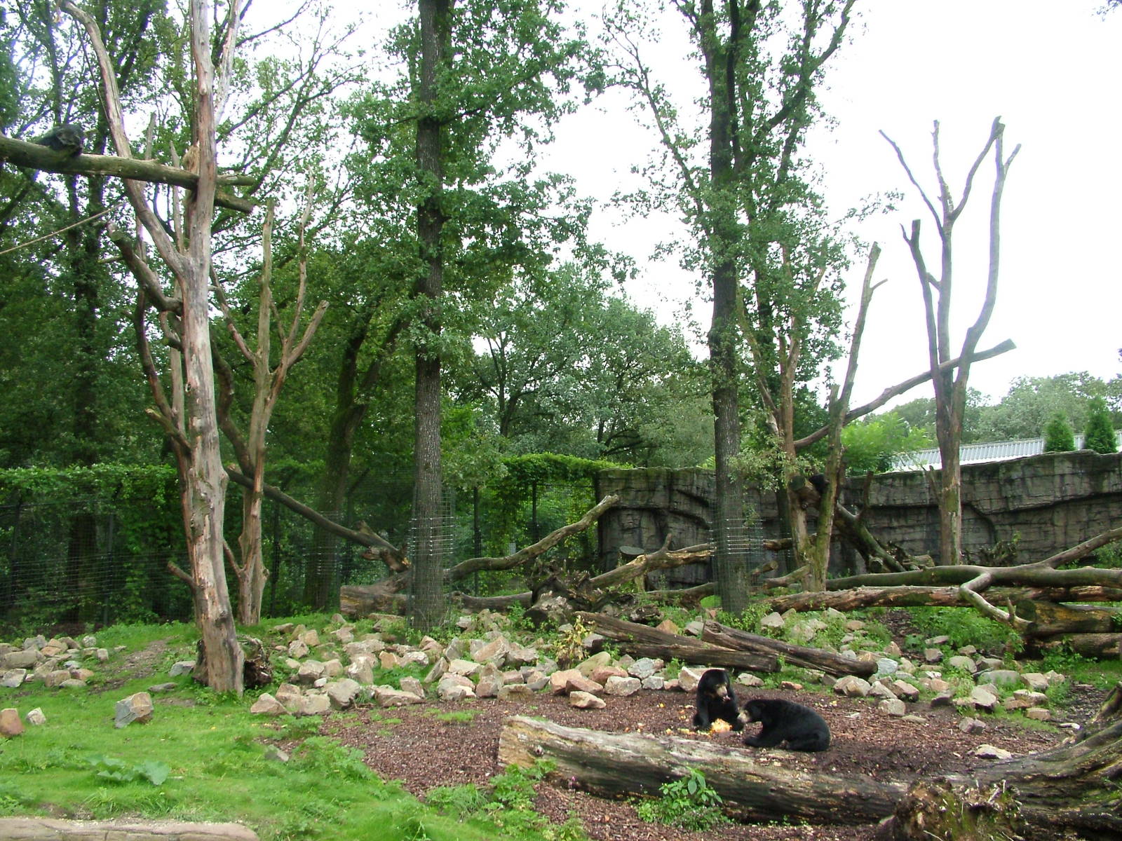 Mixed Bear and Binturong Exhibit in Burgers Rimba at Burgers Zoo Arnhem, 29