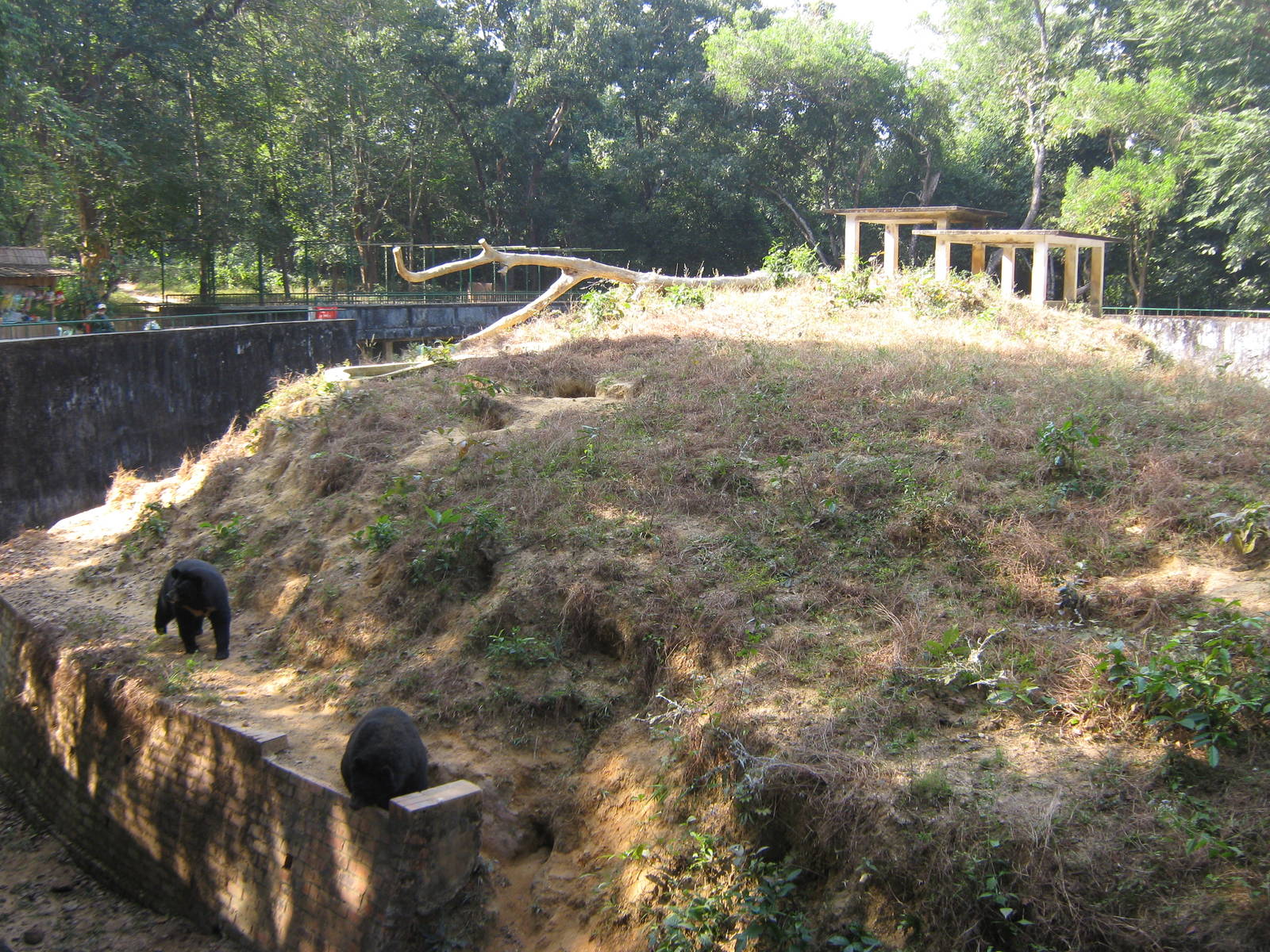 mixed bear enclosure (Sun Bears and Asiatic Black Bears)