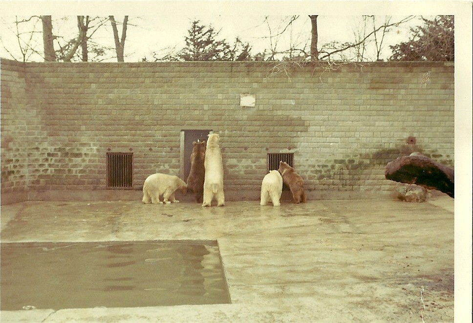 Mixed Bear exhibit circa 1964