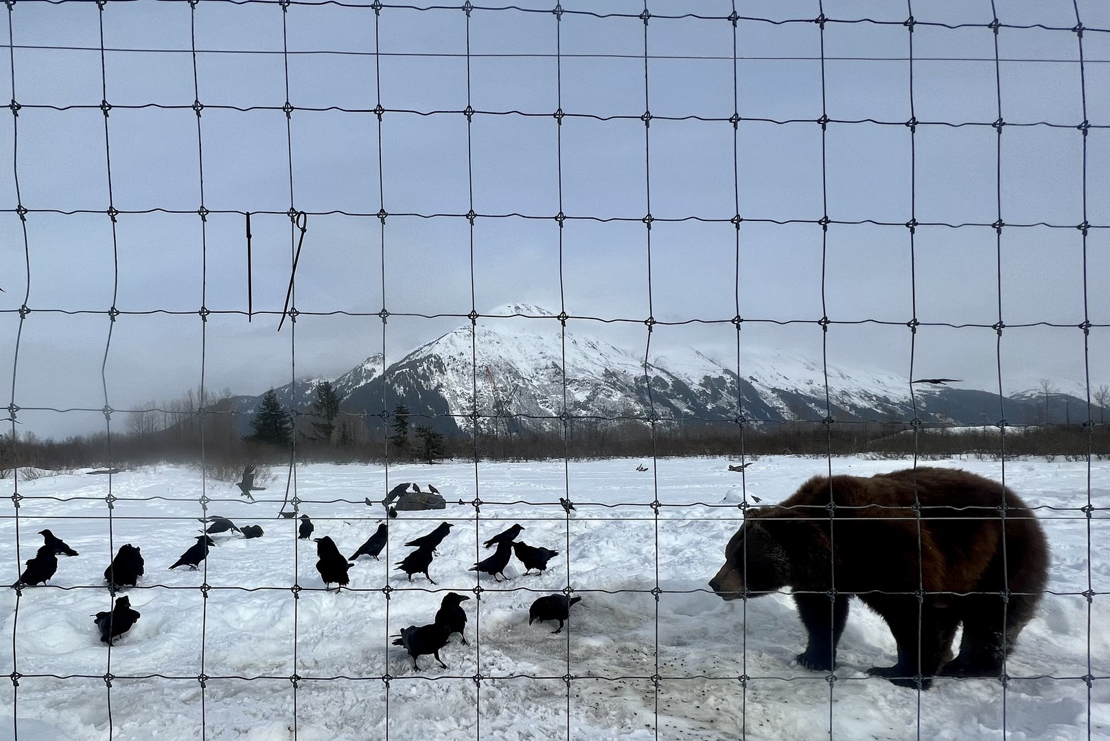 Mixed Bear / Raven Exhibit