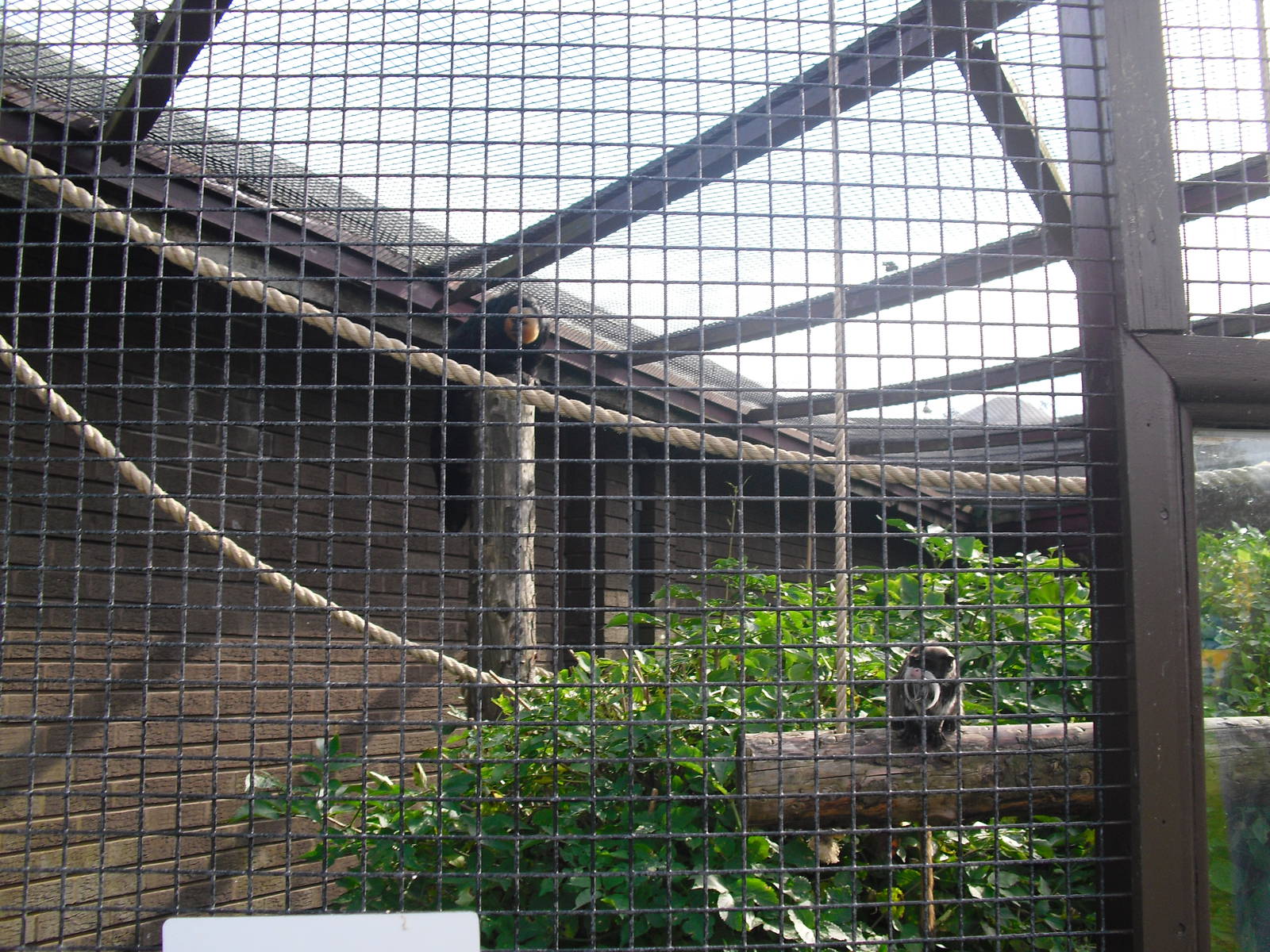 Mixed Bearded Emperor Tamarin/White-faced Saki Enclosure - 01/10/2011