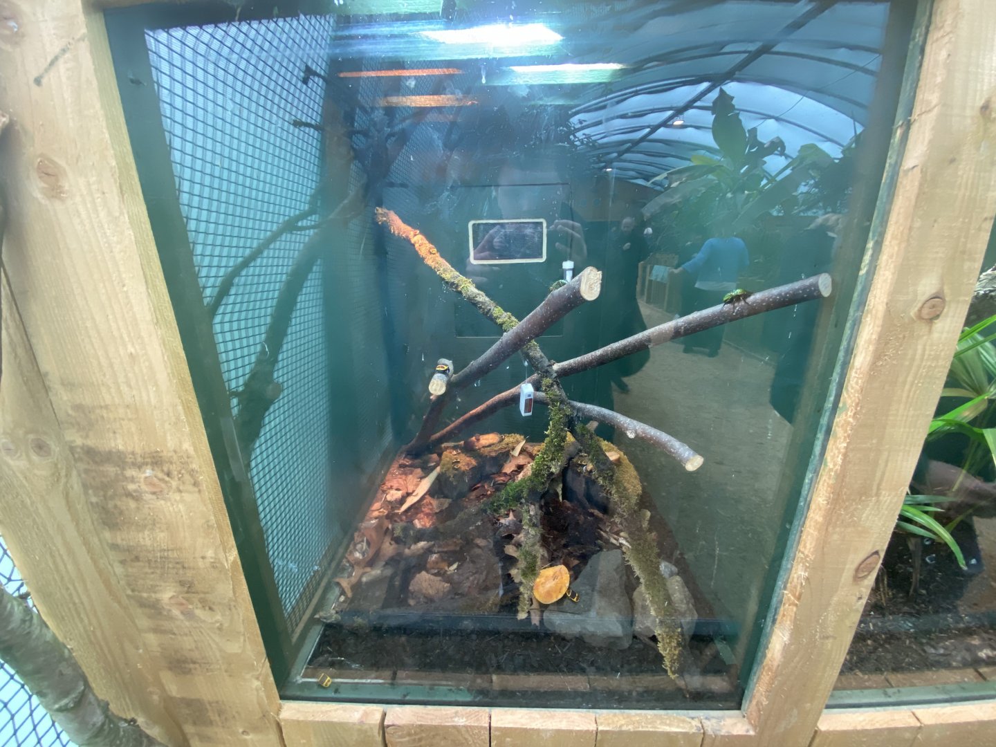 Mixed beetle exhibit