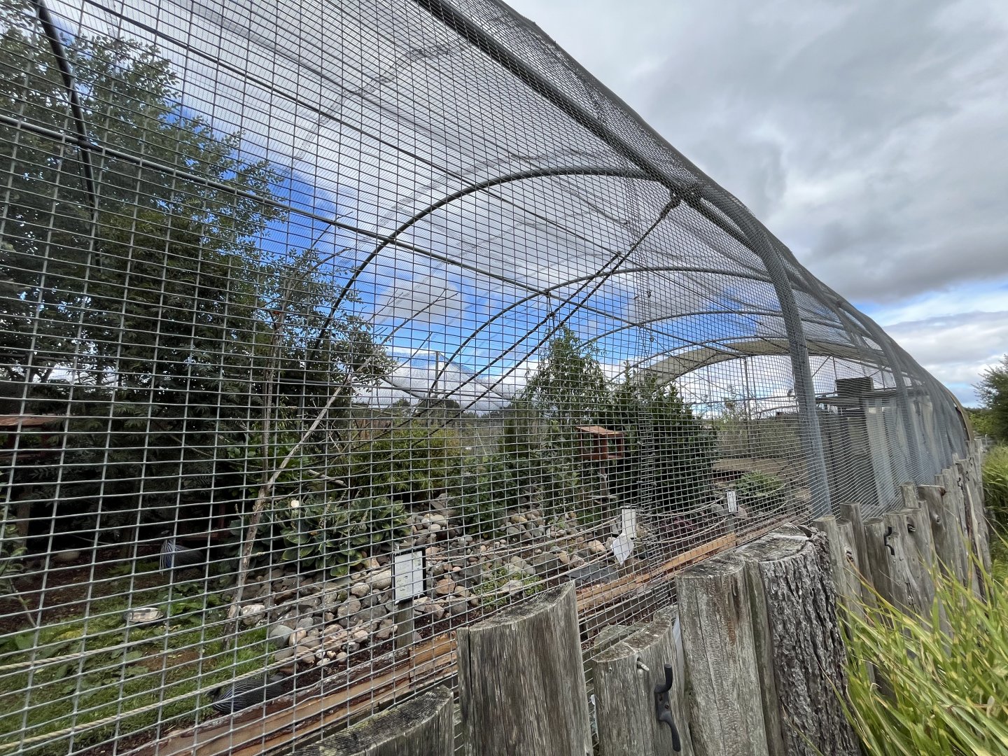 Mixed bird aviary 1.9.25